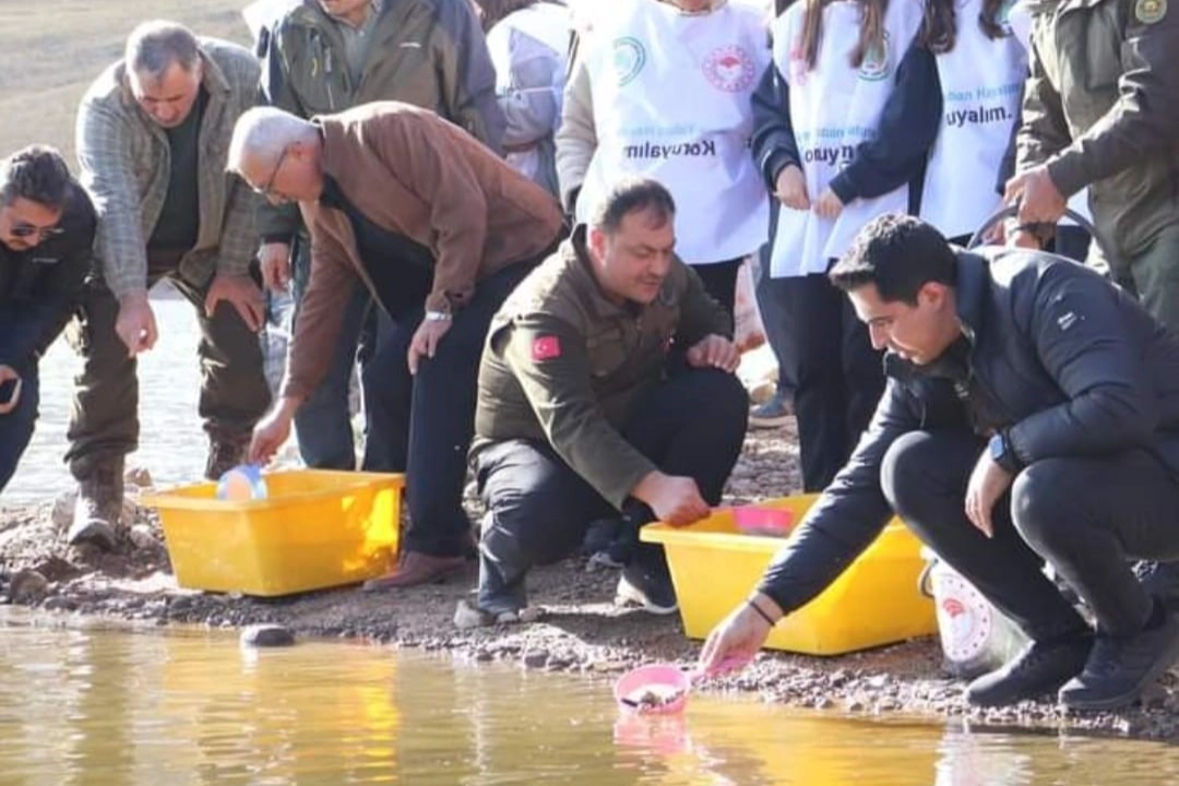 Sivas'ta 10 bin yavru alabalık göletlerle buluştu