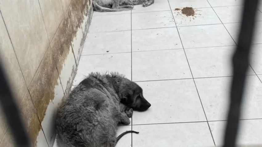 türk veteriner hekimleri bilriği
