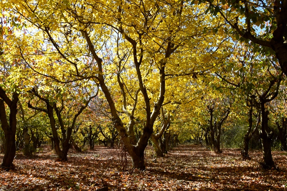 İzmir Ovacık Yaylası renkleriyle büyülüyor