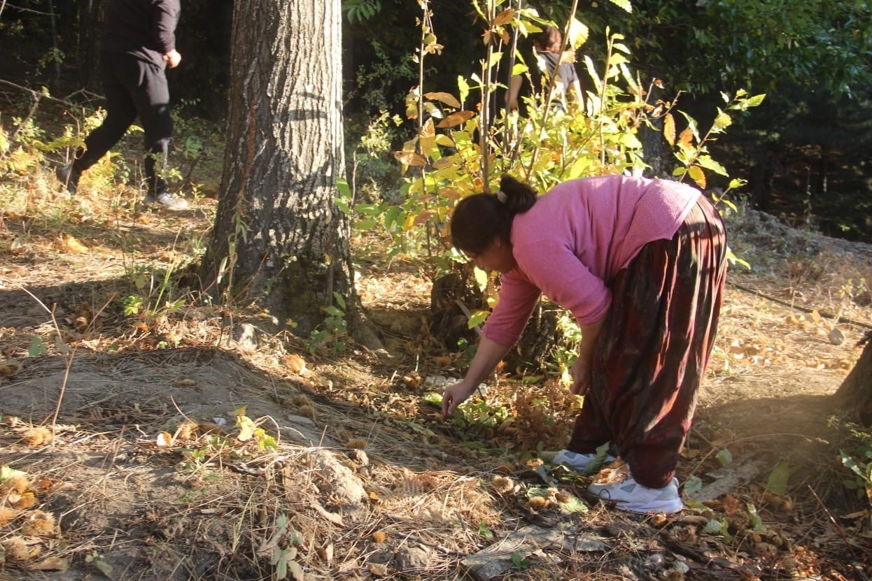 Çanakkale'de kestane sezonu başladı