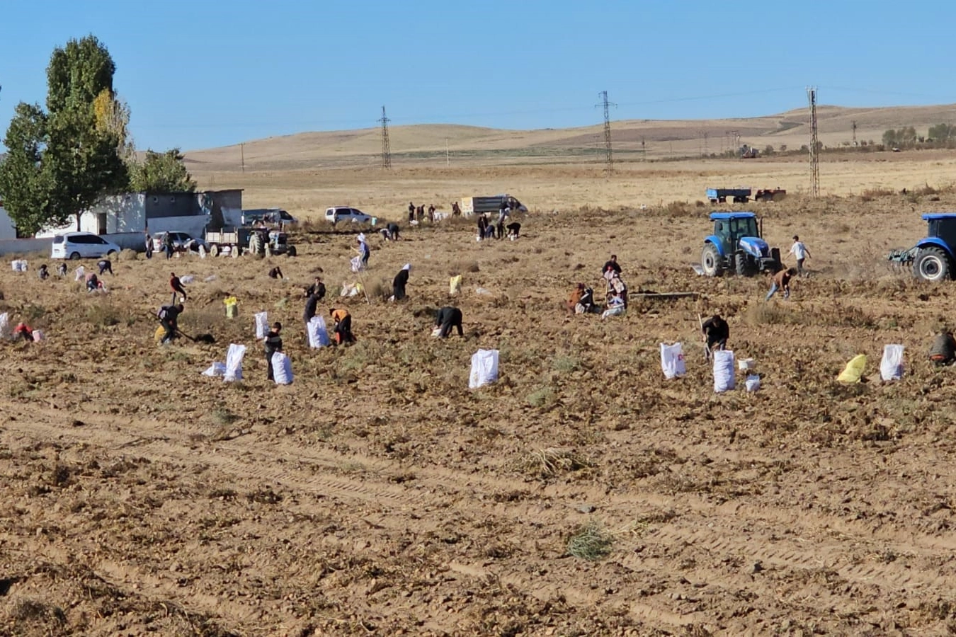 Vatandaşlar bedava patatese akın etti