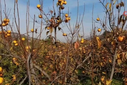 Şifa kaynağı hurma pekmezi, yarım asırdır aynı yöntemle üretiliyor