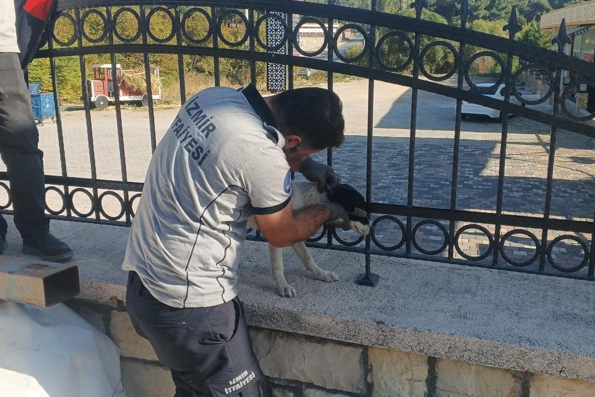 İzmir Büyükşehir Belediyesi itfaiye ekipleri kafası sıkışan köpeği kurtardı