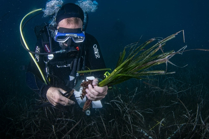 Akdeniz'in endemik deniz çayırları karbon tutma kapasitesi belirleyecek