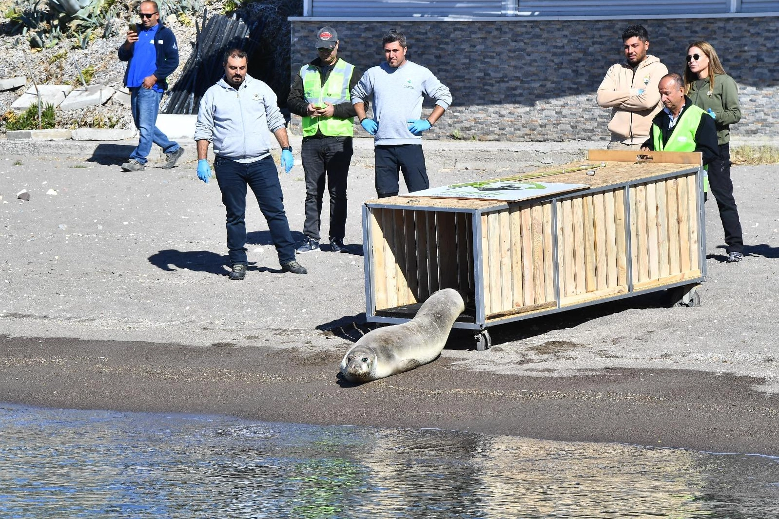 Tedavisi tamamlanan Akdeniz foku mavi sulara geri döndü