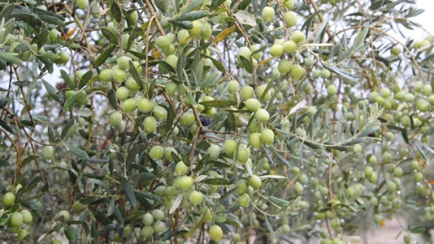 Türkiye zeytinyağında, 120 ülkeye 506 milyon dolar döviz sağladı