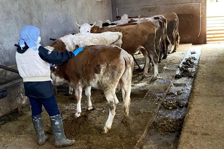 Büyükbaş hayvanlar, şap aşılama kampanyası kapsamında aşılanacak