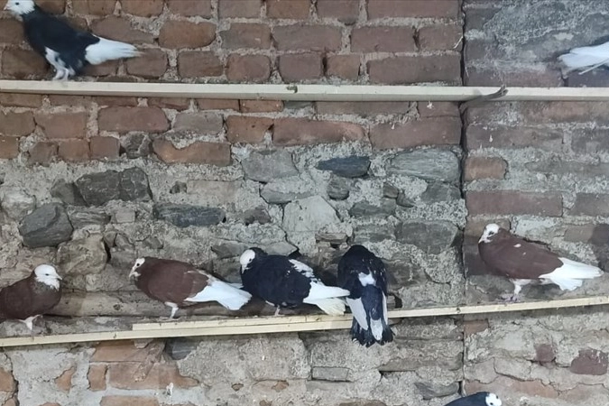 Güvercin tutkunları Bayındır'da buluşuyor haberinin görseli