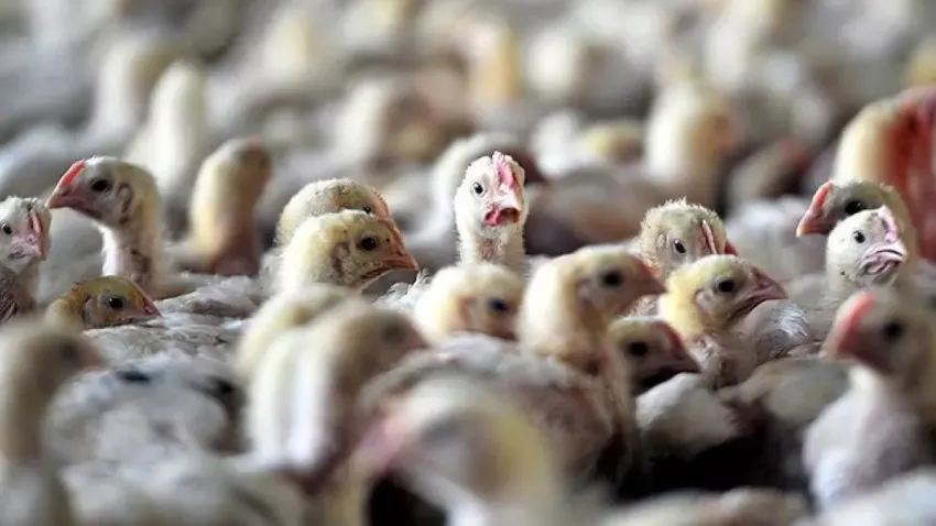 Eskişehir’de kuş gribi vakası: 5 mahalle karantinada haberinin görseli