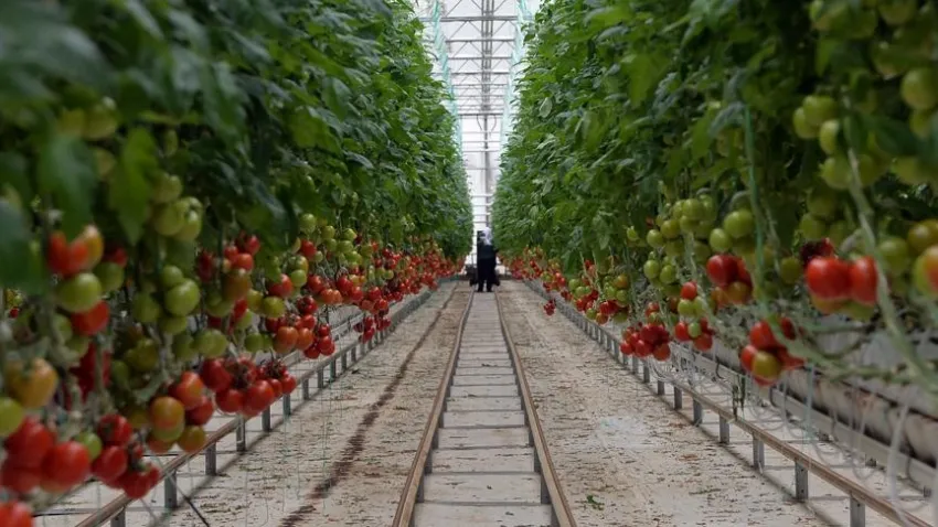 Seralar için jeotermal aranacak