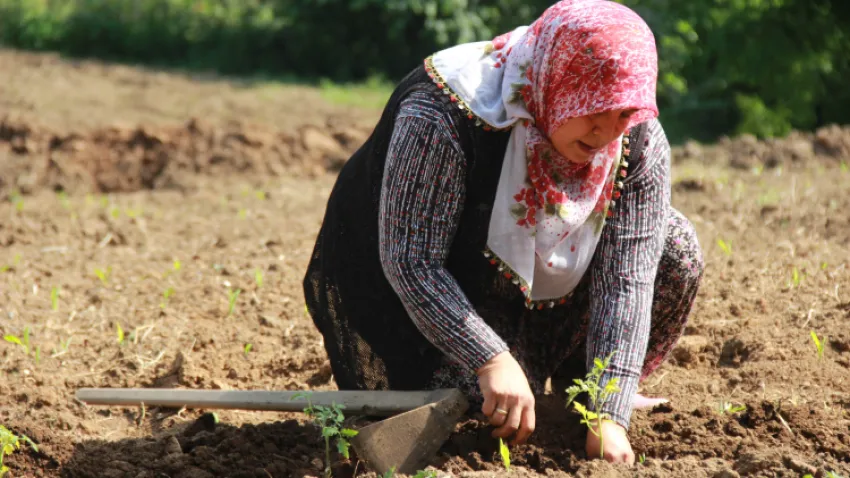 tarım