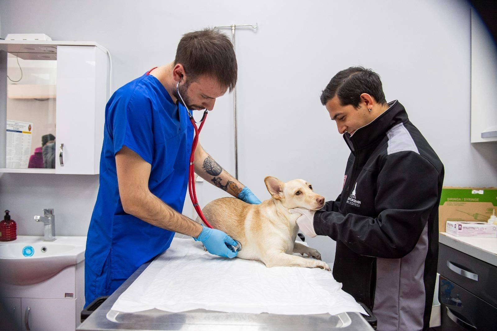 Büyükşehir'den kedi ve köpek sahiplenenlere ücretsiz kısırlaştırma hizmeti