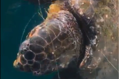 Kuşadası’nda balıkçıdan duyarlı hareket: Misinalara dolanan caretta carettalar kurtarıldı