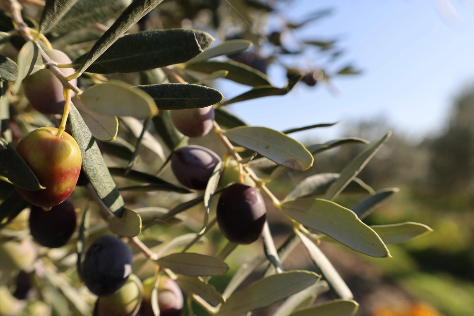 Bergama Belediyesi, zeytin ve çam fıstığı ile yeni bir markaya adım atıyor