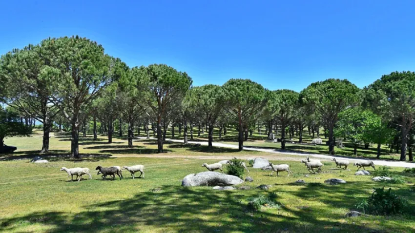 Bergama Belediyesi, zeytin ve çam fıstığı ile yeni bir markaya adım atıyor