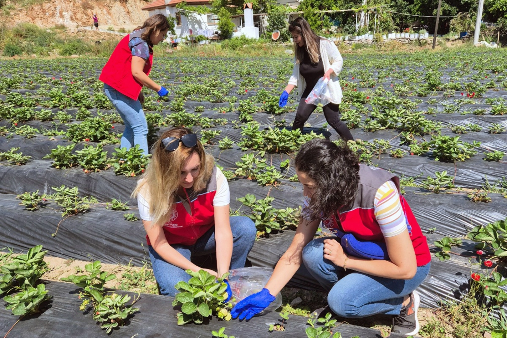 Muğla'da bitki koruma ürünleri kontrol altında