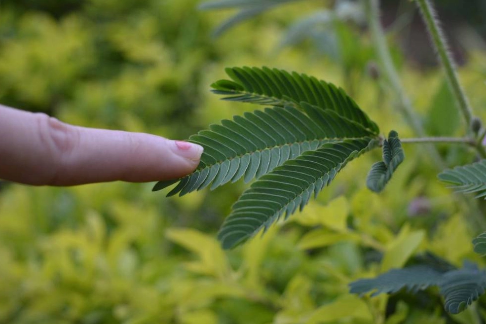 Yeşilin karanlık yüzü: Botanofobi nedir, belirtileri neler?