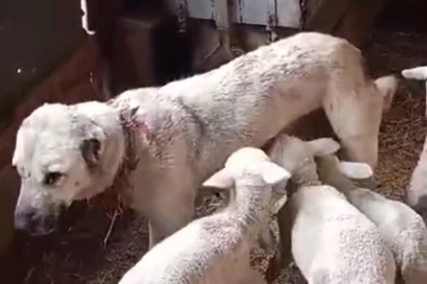 Kuzuların çoban köpeğinden süt emdiği görüntüler şaşkınlık yarattı