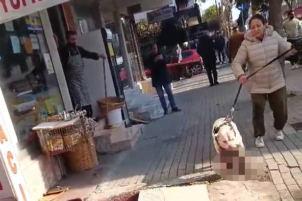 Yasaklı ırk köpek kediyi parçalamıştı: Sahibi yakalandı