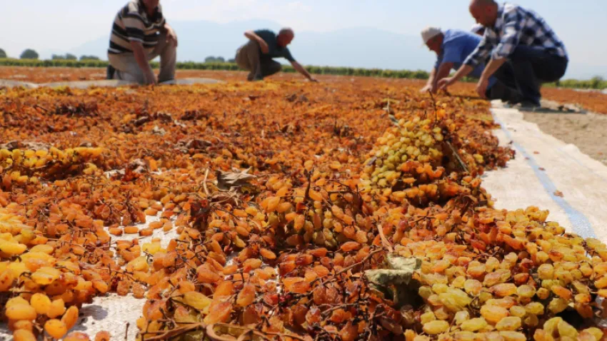 Kuru üzümde fiyatlar rekabeti tehdit ediyor