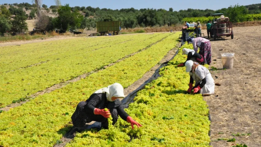 Kuru üzümde fiyatlar rekabeti tehdit ediyor