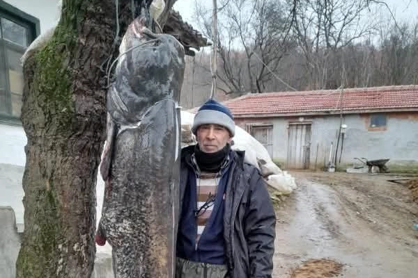 Edirne'de 2.45 metrelik yayın balığı yakalandı haberinin görseli