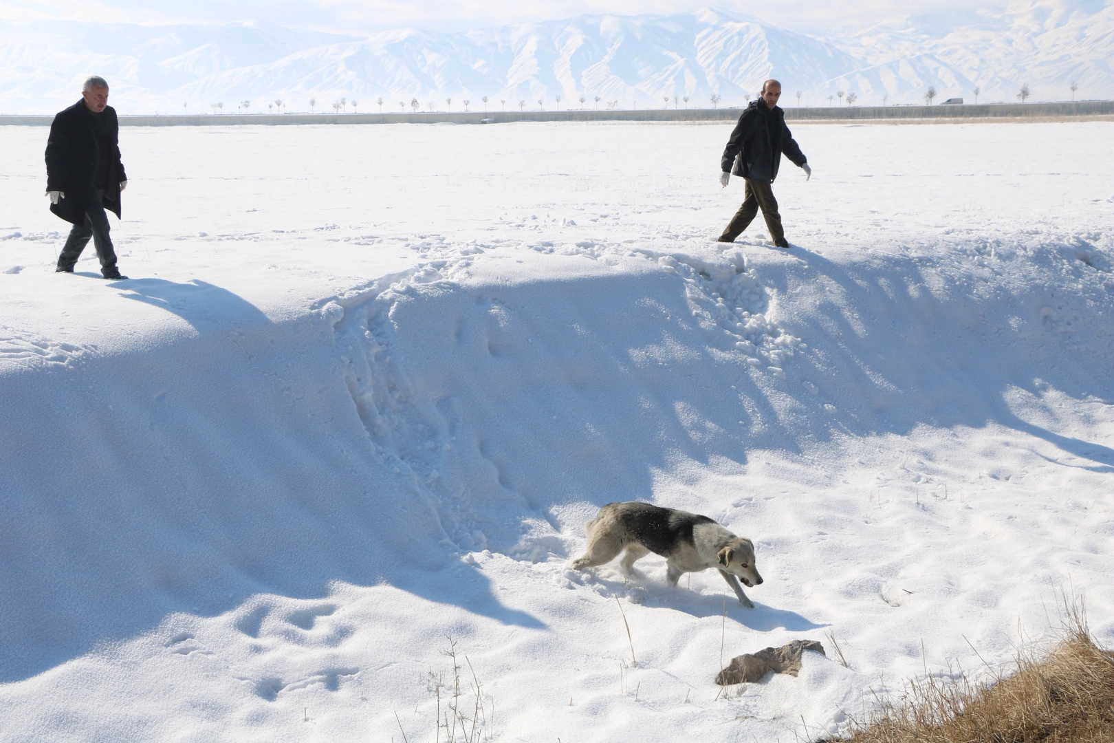 Hakkari'de Eslem'in ölümü sonrası bölgedeki sokak köpekleri toplatılmaya başlandı