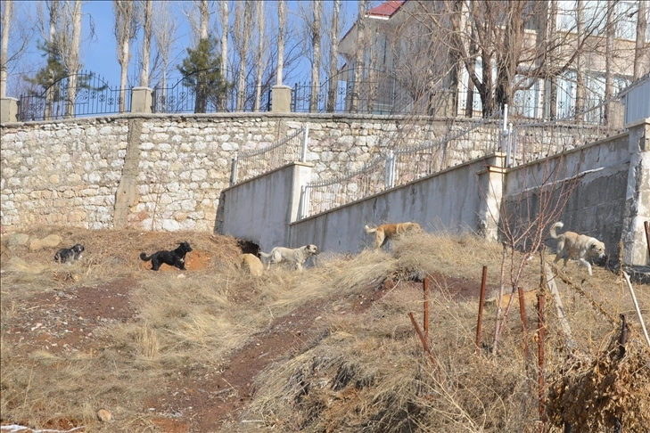 12 yaşındaki Eslem hayatını kaybetmişti: Yüksekova’da çocuklar köpeklerin korkusundan dışarı çıkamıyor