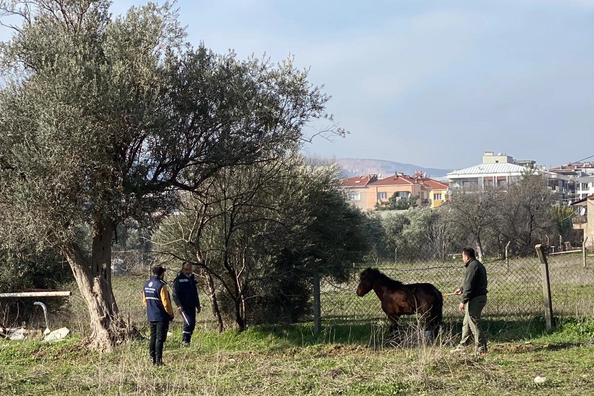 Kemalpaşa’da yaralı ata şifa eli: Doğaya salındı