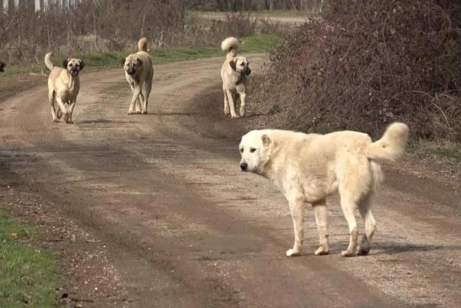 Bodrum'da 5 köpek zehirlendi: 4'ü öldü, 1'i tedavi altında