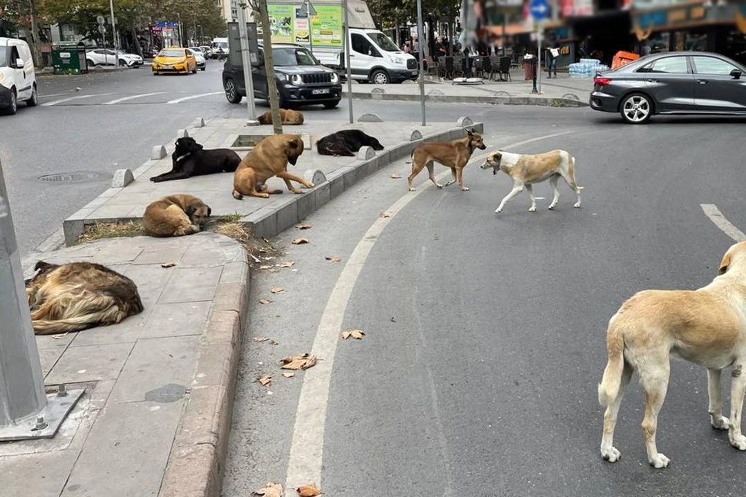 Sokakta yaşayan dostlara HAYTAP’tan ilaç haberinin görseli