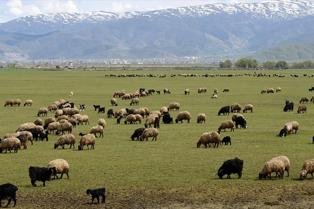 2025 Hayvancılığa destek projesi: Hayvancılığa destek projesine kimler başvurabilir, şartları neler?