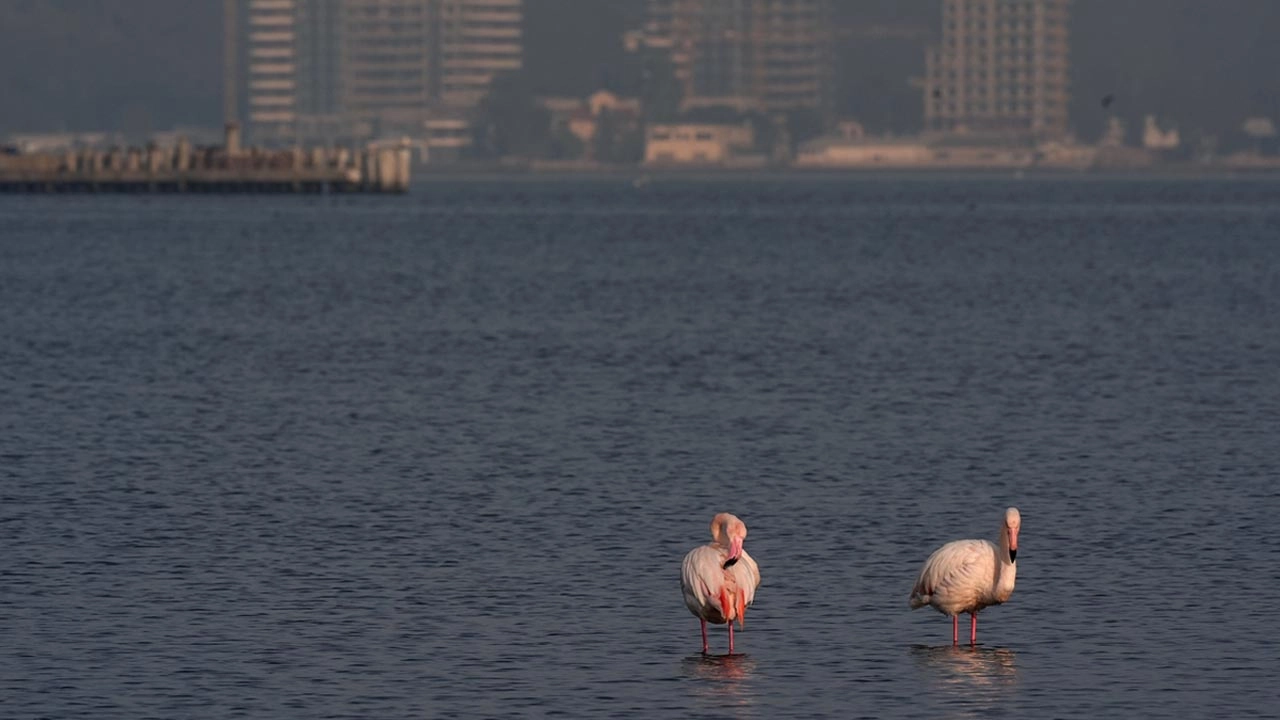 İzmir’de flamingolar şehre yaklaşıyor