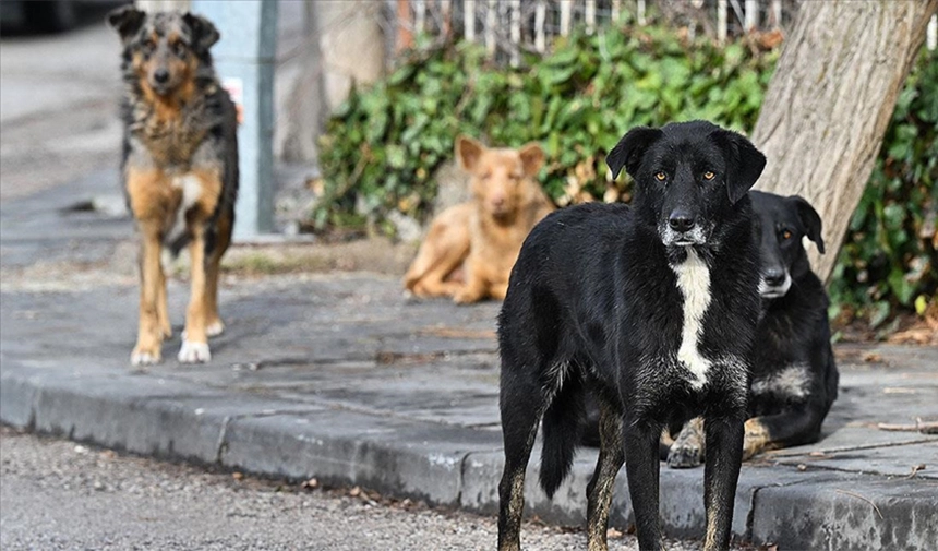 Sahipsiz köpekleri toplamayan belediyelere para cezası geliyor