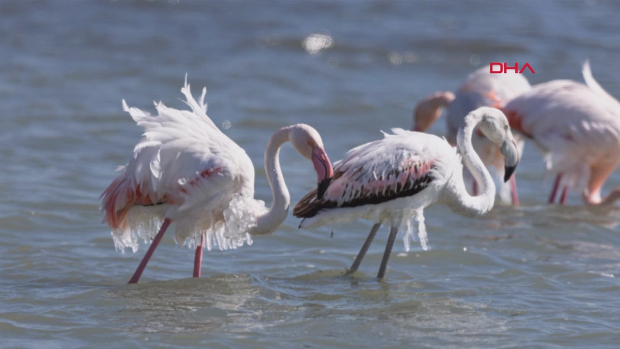 Eğirdir Gölü'nde dondurucu soğuk: Flamingolar buz tuttu