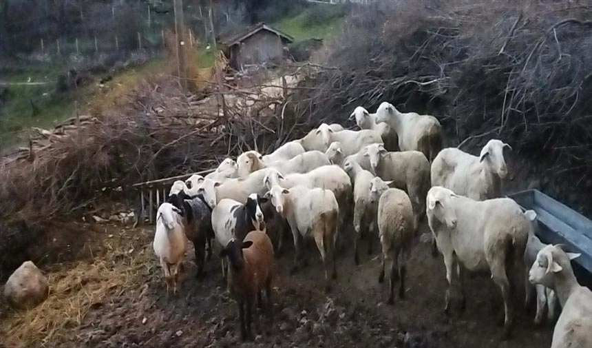 'Komşusunun koyunlarına işkence' davası