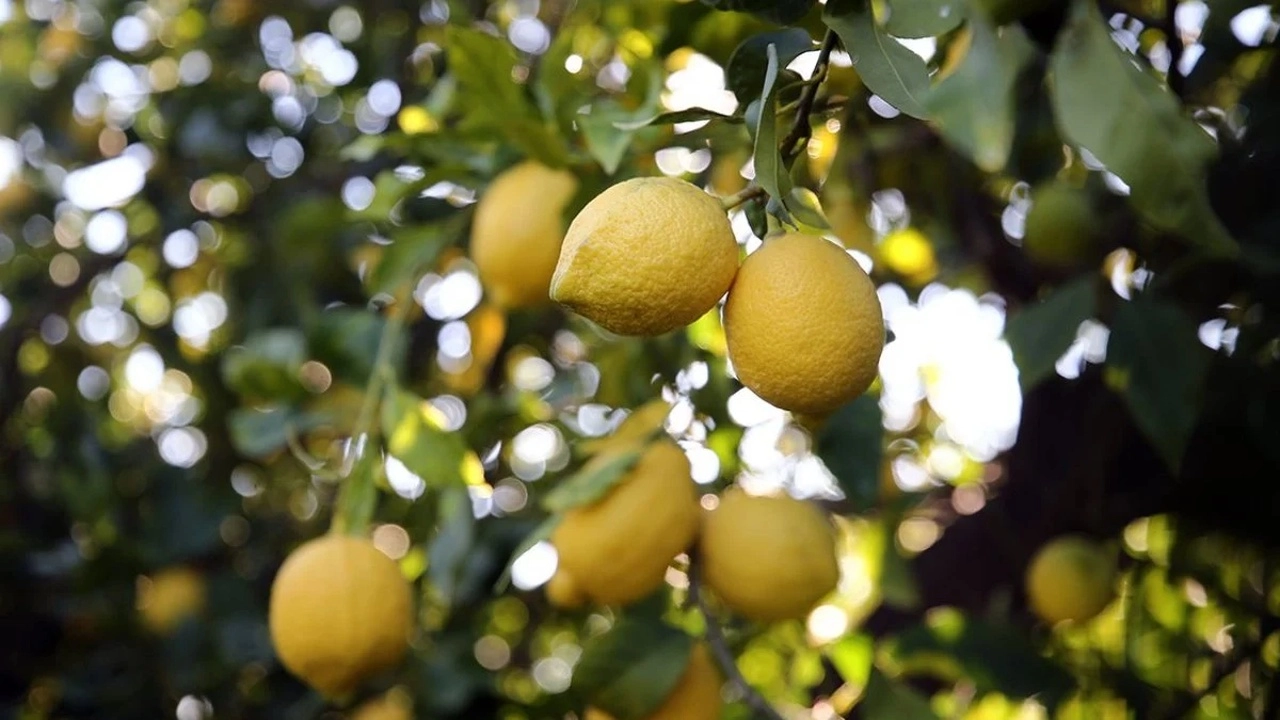 Limon üreticileri fiyat desteği istiyor haberinin görseli