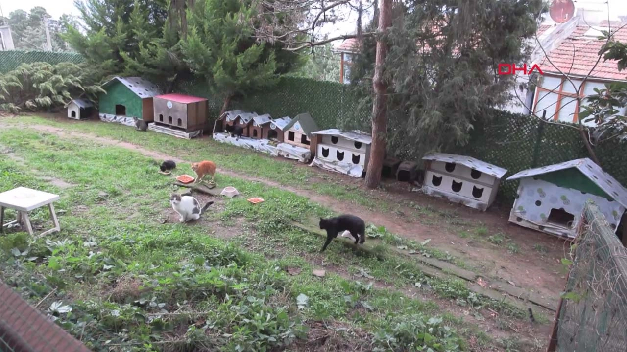 Emekli öğretmenden örnek proje: 1200 kedilik “Kedi Köyü” büyümeye devam ediyor