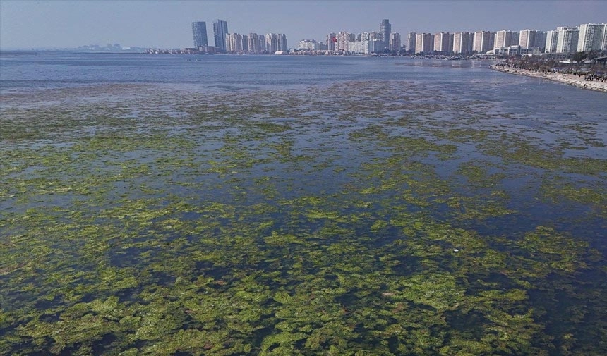 İzmir Körfezi deniz yosunuyla yemyeşil oldu!