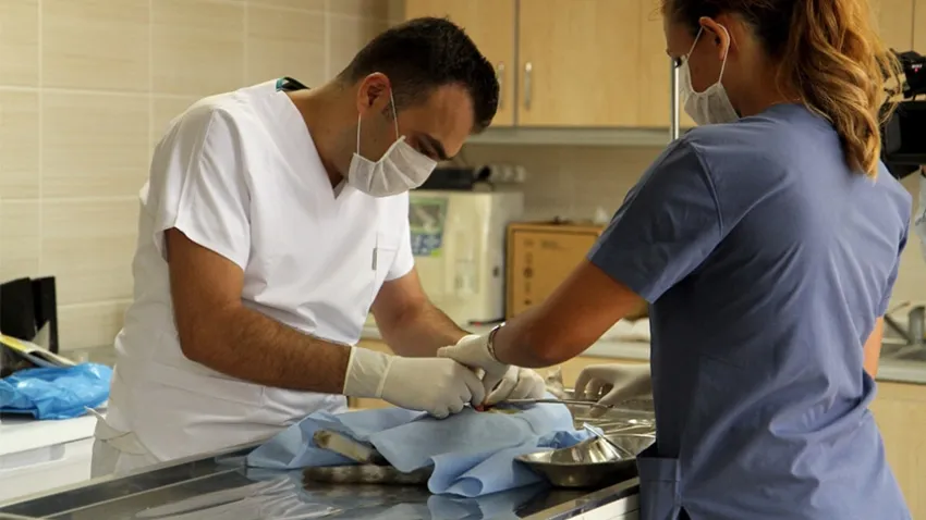 Karşıyaka’da toplu kısırlaştırma: 4 mahallede 91 kedi kısırlaştırıldı