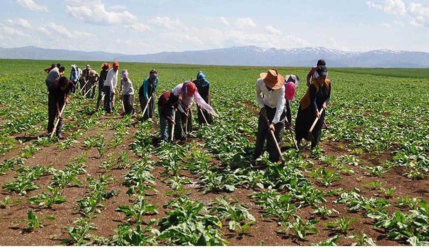 Mevsimlik tarım işçilerinin ücretleri arttı!