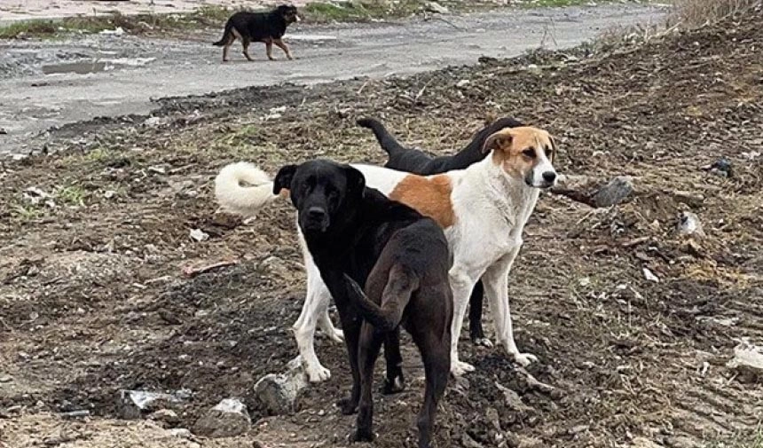 Üniversitede skandal olay: Köpek beslemek yasak oldu!