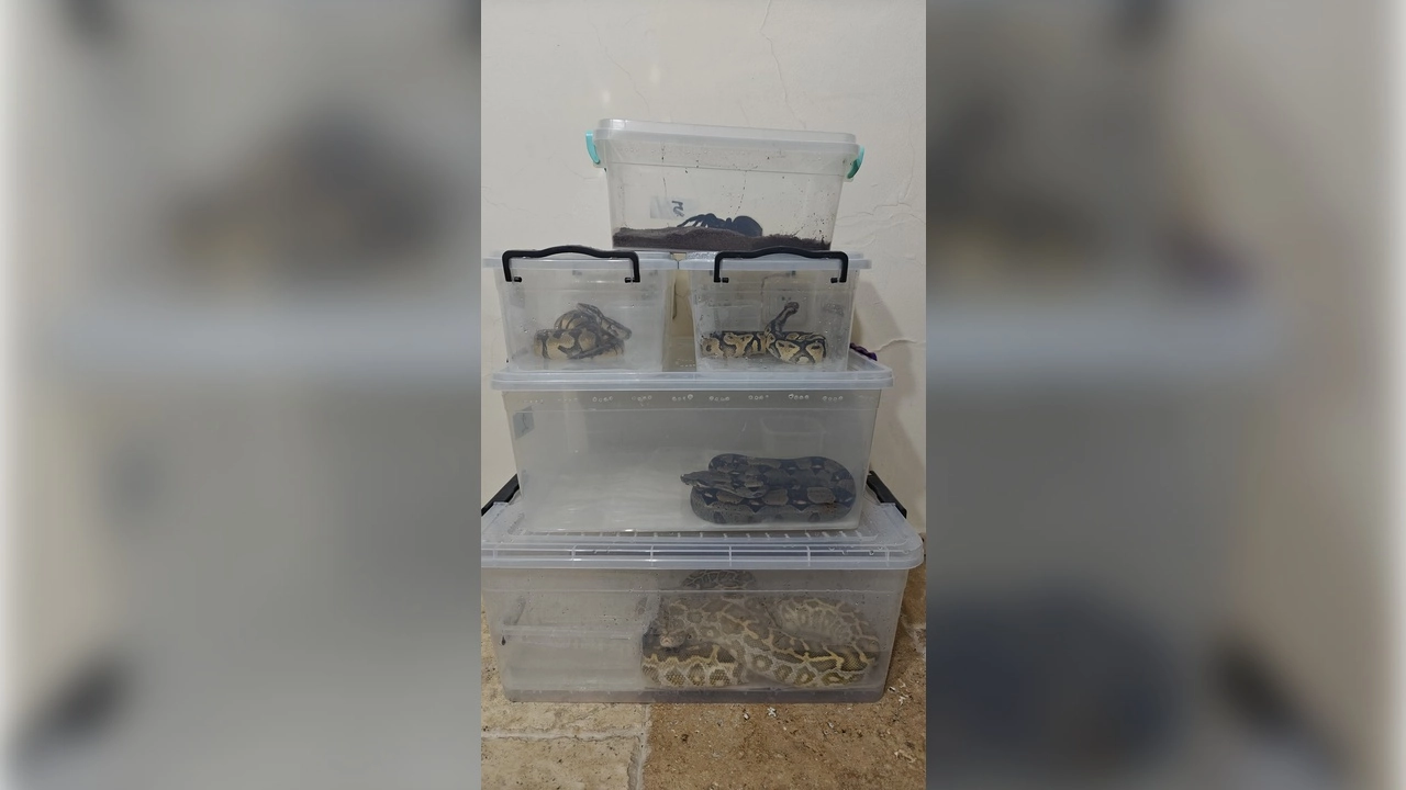 Egzotik havyan kaçakçılığı operasyonu: 4 farklı türde yılan ve 1 tarantula ele geçirildi 