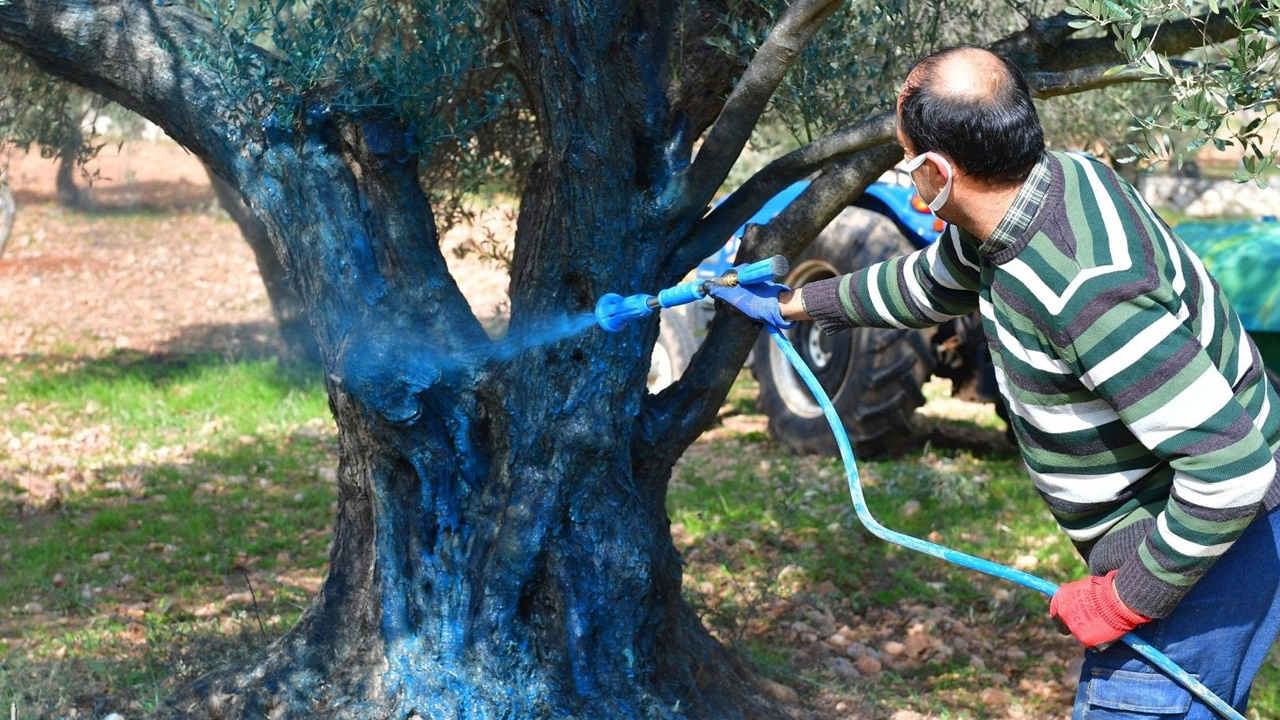 İzmir Büyükşehir Belediyesi’nden zeytin üreticisine destek