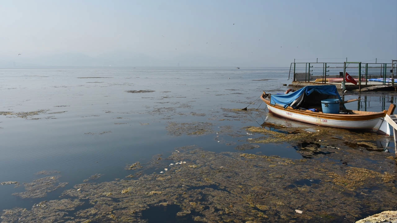 İzmir Körfezi'ni yosunlarlar kapladı