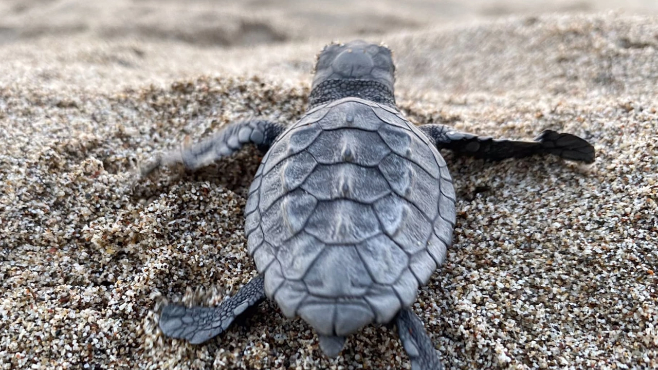 Caretta carettalar için imza kampanyası