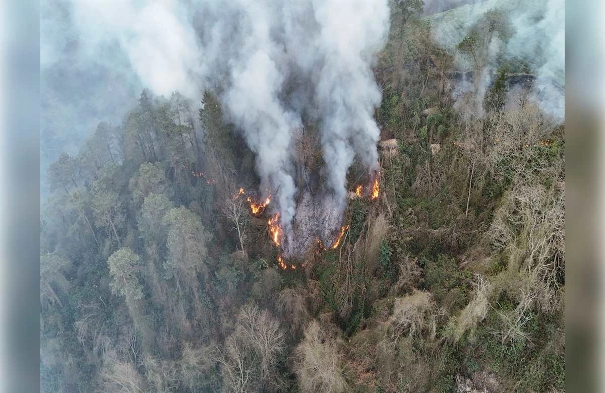 Trabzon'da orman yangını!