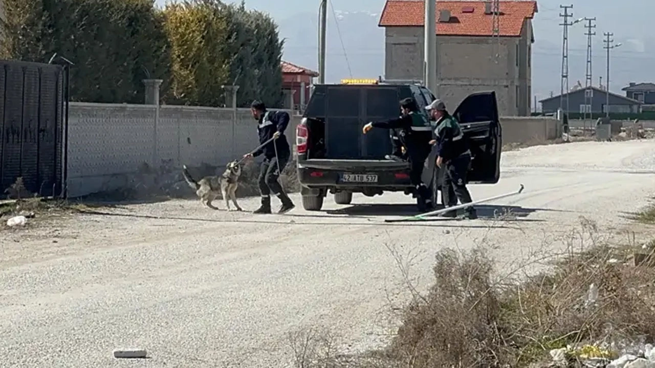 Sokak köpeklerinin saldırısında hayatını kaybeden Rana'nın Adli Tıp raporu çıktı