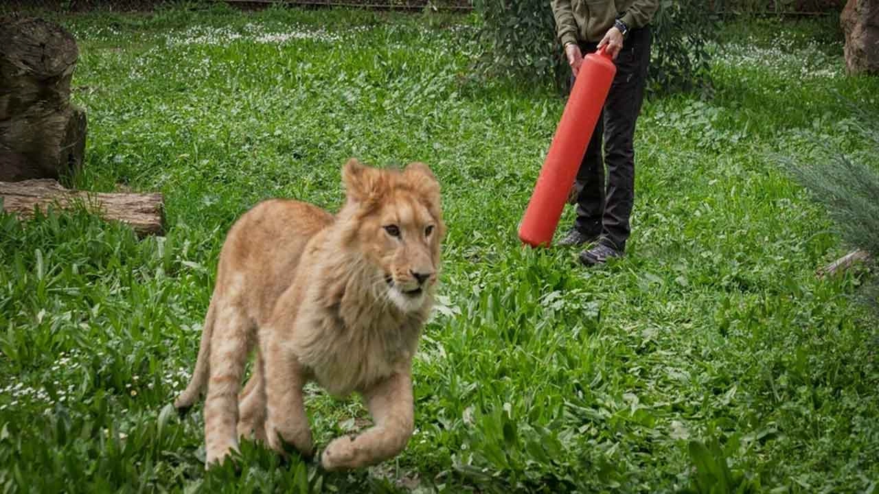 Yavru aslan İzmir Doğal Yaşam Parkı'nda yaşayacak