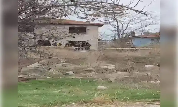 Metruk binanın önünde ölü bulunan çocuğun vücudunda köpek ısırıkları saptandı haberinin görseli